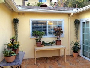 Outdoor courtyard. Plant design by Flower and Form.