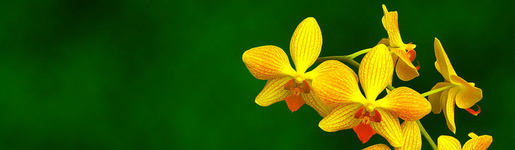 Flower and Form